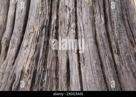 Nahaufnahme eines großen verwitterten Baumstamms. Stockfoto