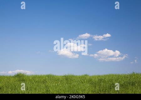 Grasfeld und blauer Himmel mit Kumuluswolken im Frühling. Stockfoto