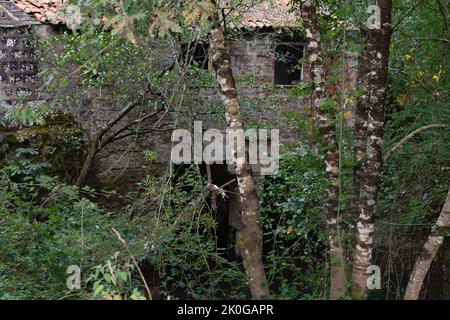 Verlassene Orte im Wald. Bäume und alte Häuser im Wald. Verloren im Wald. Altes Haus. Stockfoto