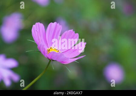 Nahaufnahme einer rosa Cosmos-Blume. Stockfoto