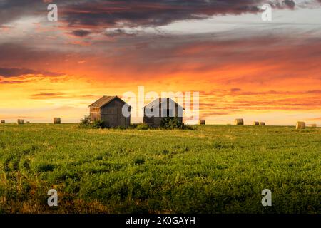 Ein Paar alter Scheunen auf einem Weizenfeld mit runden Heuballen bei Sonnenaufgang auf den kanadischen Prärien in Rocky View County Alberta Stockfoto