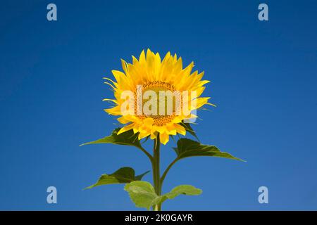 Nahaufnahme von Helianthus annus - Sonnenblume vor blauem Himmel im Sommer. Stockfoto