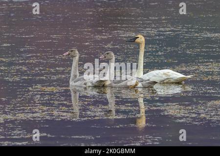 Trompeter Schwan Erwachsener mit Cygnets in Alaska Stockfoto