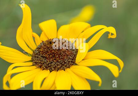 Gelb blühende Racemose strahlt den Kopfaufblühungen einer wilden Sonnenblume aus, Helianthus Annuus, Asteraceae, einem einheimischen einjährigen Kraut in Colorado Stockfoto