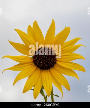 Gelb blühende Racemose strahlt den Kopfaufblühungen einer wilden Sonnenblume aus, Helianthus Annuus, Asteraceae, einem einheimischen einjährigen Kraut in Colorado Stockfoto