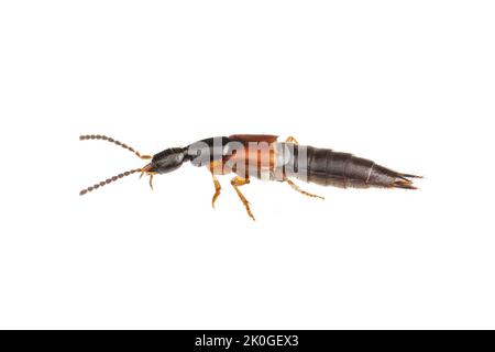 Rove Beetle (Philonthus rufulus) - männlich isoliert auf weißem Hintergrund. Stockfoto