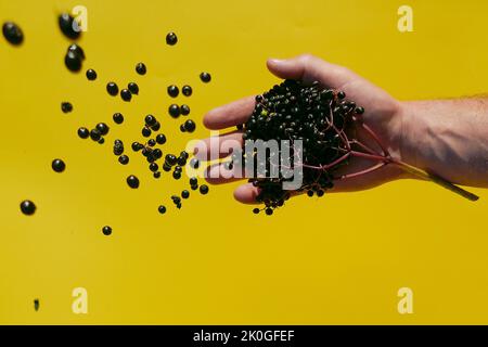 Holunderbeeren ernten.Beeren aus schwarzer Holunderbeere gießen auf gelbem Grund in die Hand. Sambucus-Beeren. Stockfoto