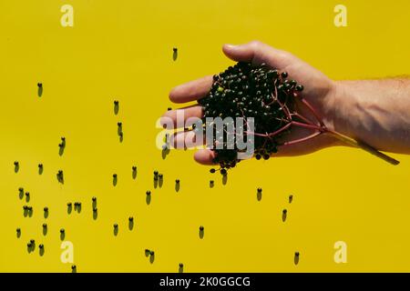 Beeren von schwarzer Holunderbeere gießen in die Hand auf einem gelben Hintergrund. Sambucus-Beeren. Stockfoto