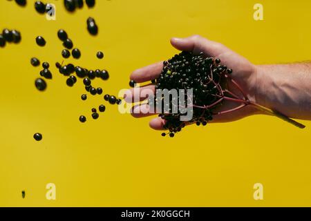 Holunderbeeren ernten.Holunderbeeren gießen auf gelbem Grund in die Hand. Sambucus-Beeren. Stockfoto