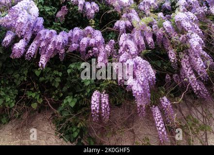 Wand eines alten Herrenhauses mit blühenden violetten Glyzinien-Blumen umrahmt. Pastellfarben Palette von blühenden Baum. Natürliche Hausfassade Dekoration mit Glyzinien Blumen. Stockfoto