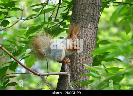 Eichhörnchen im Quellpark. Ein Waldtier zwischen den Zweigen eines Baumes. Nowosibirsk, Sibirien, Russland, 2022 Stockfoto