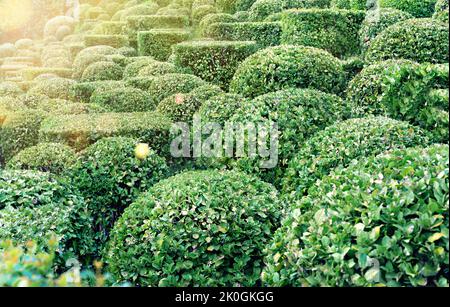 Dekorative und geformte immergrüne Büsche aus Buchsbaum im Garten. Natürlicher Hintergrund für Ihr Design mit Kopierbereich. Stockfoto