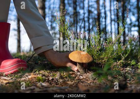 Wanderer in rosa Gummistiefeln nimmt leckere essbare Pilze im Wald auf, um zu Hause köstliche Gerichte zu kochen Stockfoto