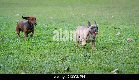 Zwei Hunde unterschiedlicher Rasse, French Bulldog und Dachshund jagen und laufen auf dem Feld. Stockfoto