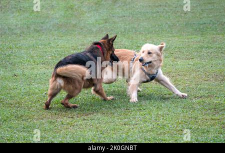 Deutscher Schäferhund und Golden Retriever spielen oder kämpfen auf dem Feld. Hund sozialisieren und reinrassige Konzept. Stockfoto