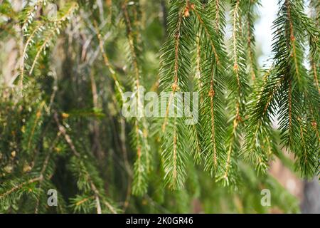 Fichtenzweige wachsen im Wald. Der grüne Nadelbaum ist groß. Vorderansicht. Stockfoto