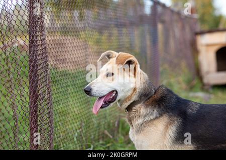 Ein fröhlicher großer Hund mit einer hervorrammenden Kettenzunge. Porträt eines Hundes auf einer Kette, die das Haus aus nächster Nähe bewacht. Ein glückliches Haustier mit offenem Mund. Sim Stockfoto