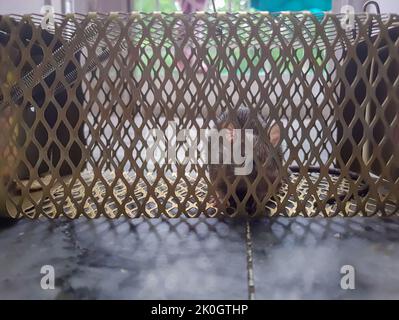 rat caught in rat cage trap from different angle at day Stockfoto