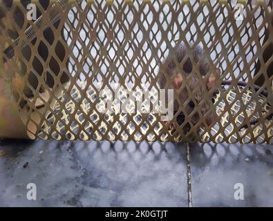 Die Ratte wurde am Tag aus einem anderen Blickwinkel in einer Rattenkäfigfalle gefangen Stockfoto