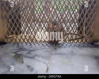 rat caught in rat cage trap from different angle at day Stockfoto