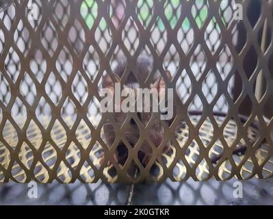 Die Ratte wurde am Tag aus einem anderen Blickwinkel in einer Rattenkäfigfalle gefangen Stockfoto