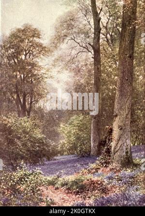 Bluebells in Surrey from the Charm of Gardens von Dion Clayton Calthrop (1878–1937) englischer Autor, Illustrator Veröffentlicht 1910 Stockfoto