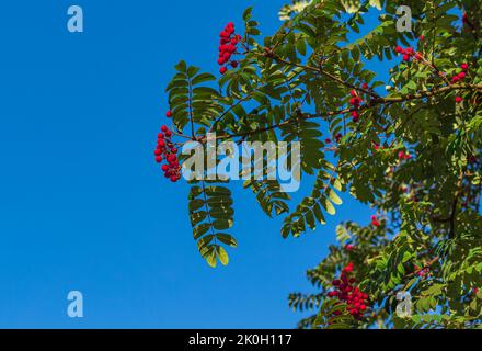 Rote Vogelbeeren wachsen auf einem Baum Äste mit grünen Blättern auf blauem Himmel Hintergrund. Farben der herbstlichen Natur, Heilbeeren. Niemand, Speicherplatz kopieren Stockfoto