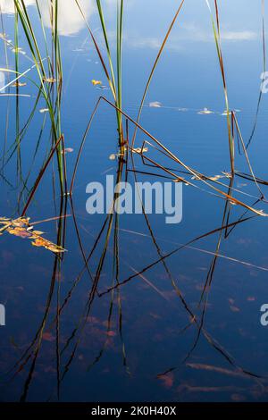 Schilf mit Reflexen im Wasser Stockfoto