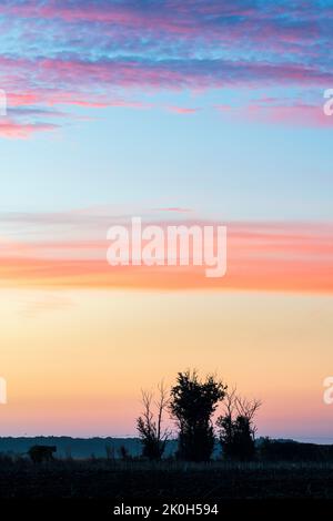 Der Morgenhimmel mit horizontalen Bändern rötlich-malvenfarbener Wolken und einem gelben Himmel mit drei jungen, silhouettierten Bäumen, die Teil einer Hecke sind, davor. Stockfoto