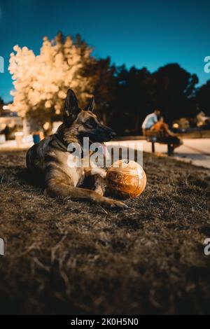 Eine vertikale Aufnahme eines verspielten deutschen Schäferhundes, der am Abend mit dem Spielzeugball im Park liegt Stockfoto