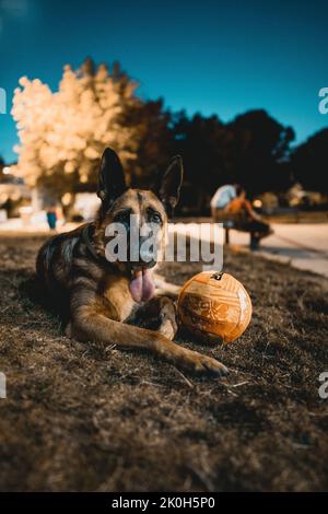 Eine vertikale Aufnahme eines verspielten deutschen Schäferhundes, der am Abend mit dem Spielzeugball im Park liegt Stockfoto