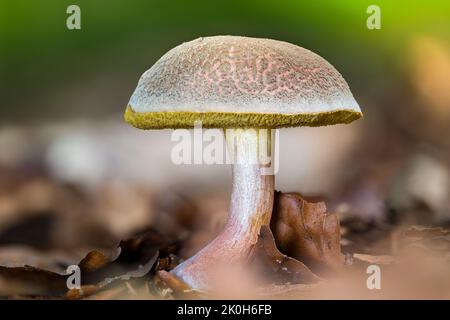 Eine Nahaufnahme eines jungen roten Rissboleten (Zungenfellus chrysenteron) Stockfoto