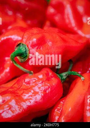 Eine vertikale Aufnahme von roten Chilischoten Stockfoto