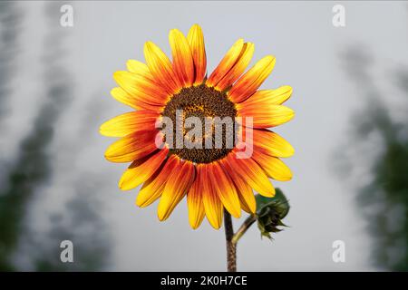 Nahaufnahme der Blüte einer rot-gelben Sonnenblume vor einem verschwommenen Hintergrund Stockfoto
