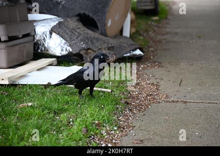 Der kleine Rabe corvus mellori sammelt an einem regnerischen Tag Material für den Bau eines Nestes aus einem Müllhaufen auf einem Naturstreifen Stockfoto