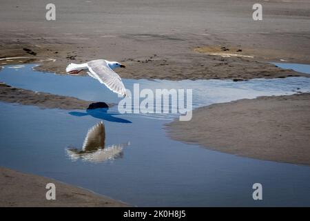 Eine wunderschöne Aufnahme von Möwen, die in der Nähe eines Teiches fliegen und sich im Wasser spiegeln Stockfoto