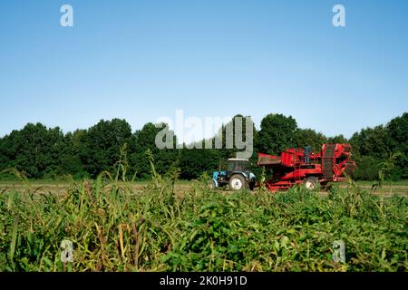 Rübenroder-Harvester entfernt Rüben auf dem Feld. Stockfoto