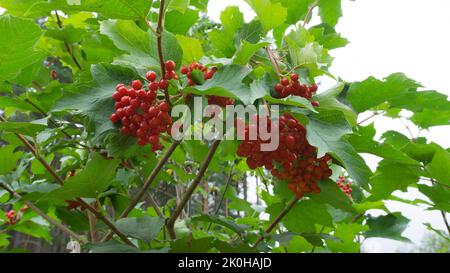 Rote Viburnum-Beeren, umgeben von grünem Laub Stockfoto