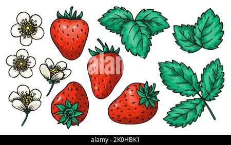 Erdbeere dekorative Skizze ganze rote Beeren Blätter und Blumen. Cartoon handgezeichnete Pflanzenelemente für Kartendruck, Abzeichen Pins, Scrapbooking-Tag, Bauern Öko-Markt-Label, Patches isoliert auf weiß Stock Vektor