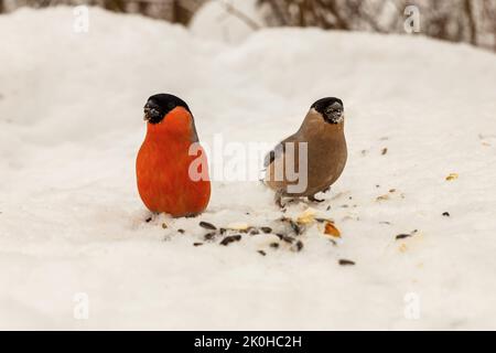 Eurasischer Gimpel. Männchen und Weibchen. Vögel picken Samen auf den Schnee Stockfoto