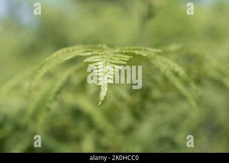 Bracken Farn Blattspitze aus der Nähe, gemeines bracken grünes Blatt Stockfoto