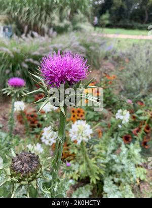 Nahaufnahme der zweijährigen Silybum Marianum-Milchdistel-Purpurblume, die im Spätsommer im Garten in Großbritannien zu sehen ist. Stockfoto