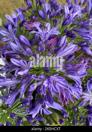 Nahaufnahme einer großen Blume von Agapanthus Blue, die im Garten in Großbritannien zu sehen ist. Stockfoto