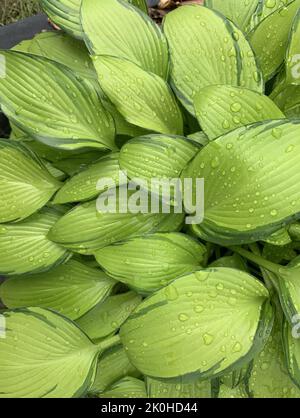 Nahaufnahme der Kochbananen Lilie im Spätsommer im Garten von Hosta June-Fieberpflanze. Stockfoto