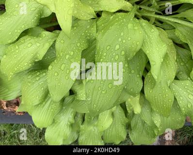 Hosta „Golden Oriole“, goldgelb gewellte Blätter, Regentropfen. Top-Down-Detail mit natürlichem Tageslicht. Werbung für gewerbliche Gartenarbeit im Hintergrund. Stockfoto