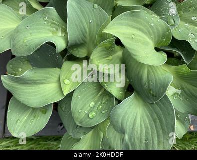 Nahaufnahme der Hosta Blue Mouse Ears-Pflanze, die im Spätsommer im Garten in Großbritannien zu sehen ist. Stockfoto