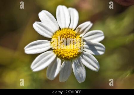 Sibillini Mountains National Park, Sommerblühend, Anthemis Cotula, Castelluccio di Norcia, Umbrien, Italien, Europa Stockfoto