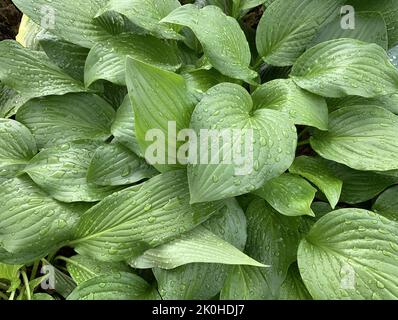 Hosta „Royal Standard“ große grüne, herzförmige Blätter mit Regentropfen. Top-Down-Makromuster Gartenarbeit, Floristik kommerziellen Hintergrund Textur. Stockfoto