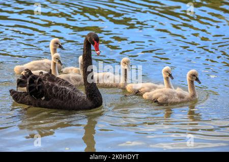 Ein schwarzer Schwan, der auf einem See schwimmt, mit ihrer Familie flauschiger Cygnets an ihrer Seite Stockfoto