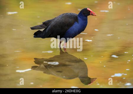 Ein Pukeko oder Australasian Swamphen, ein Feuchtgebiet Vogel. Fotografiert in Neuseeland Stockfoto